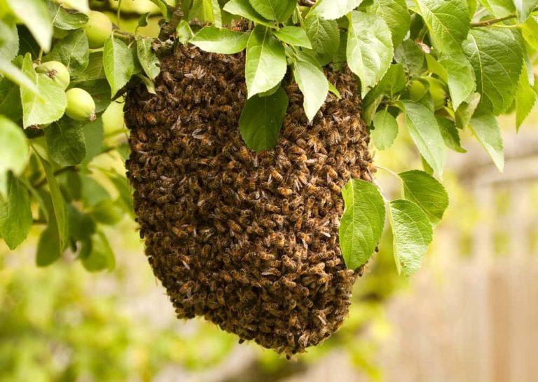 Bienenschwarm